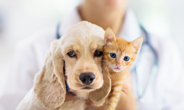 Zoetis image of dog and cat
