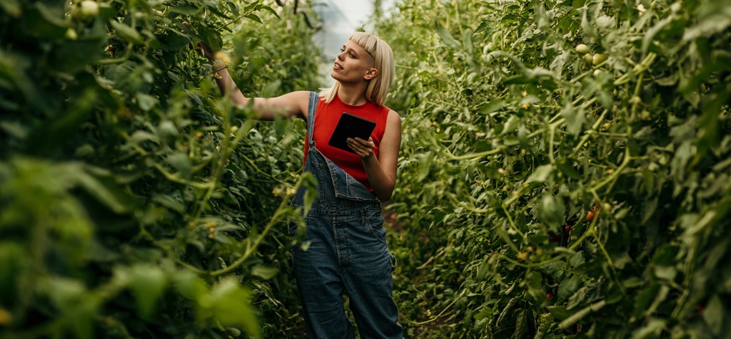 woman with tablet inspecting plants in a greenhouse