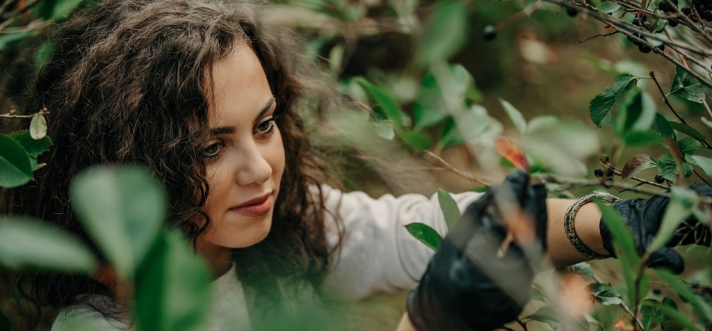 woman with gloves picking berries in a lush garden