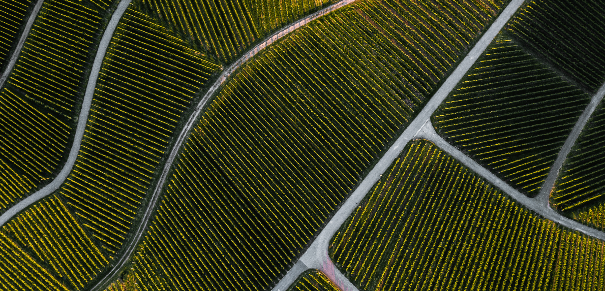 aerial view of a vinyard