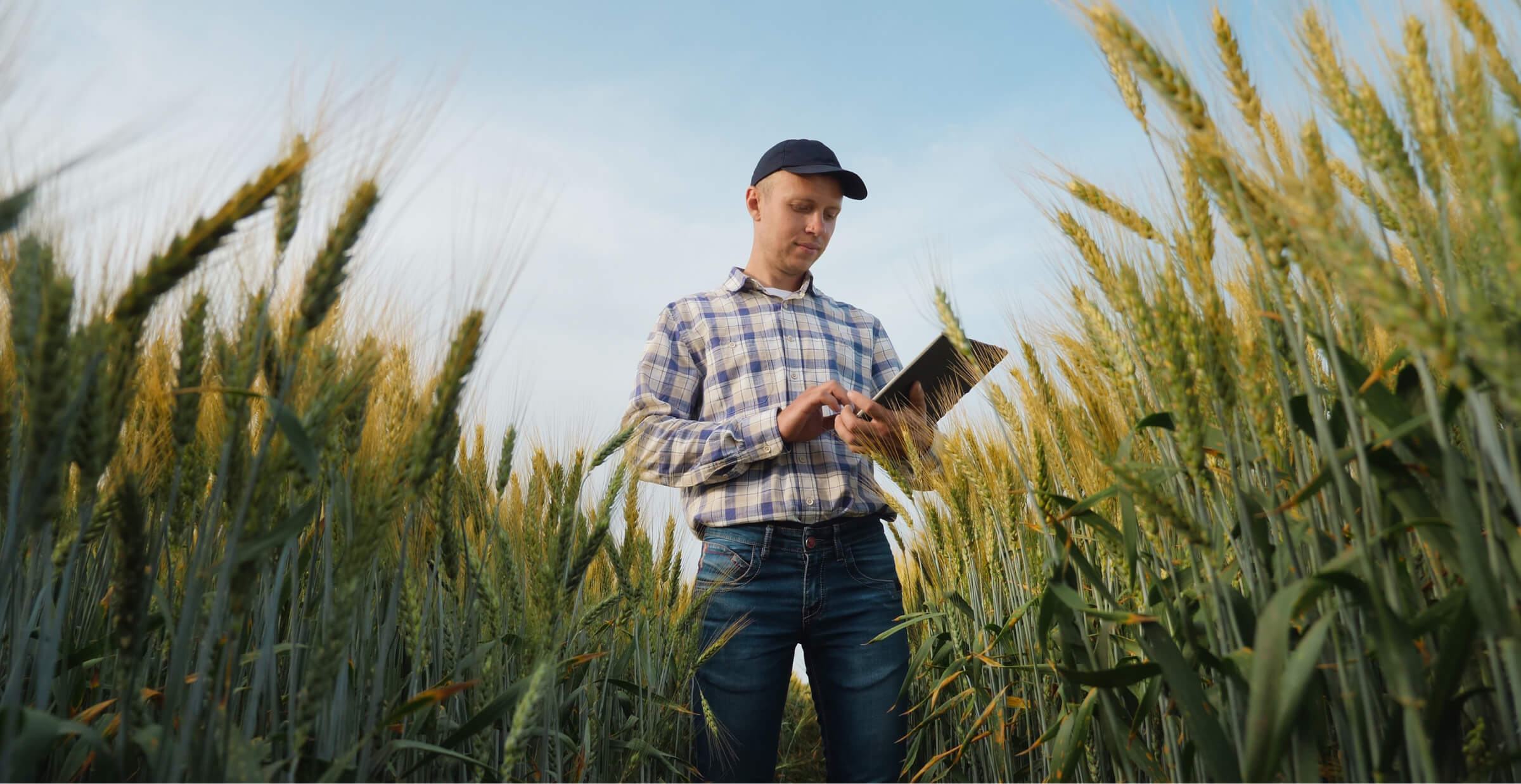 A farmer in plaid shirt uses a tablet while standing in a wheat field under a clear sky.