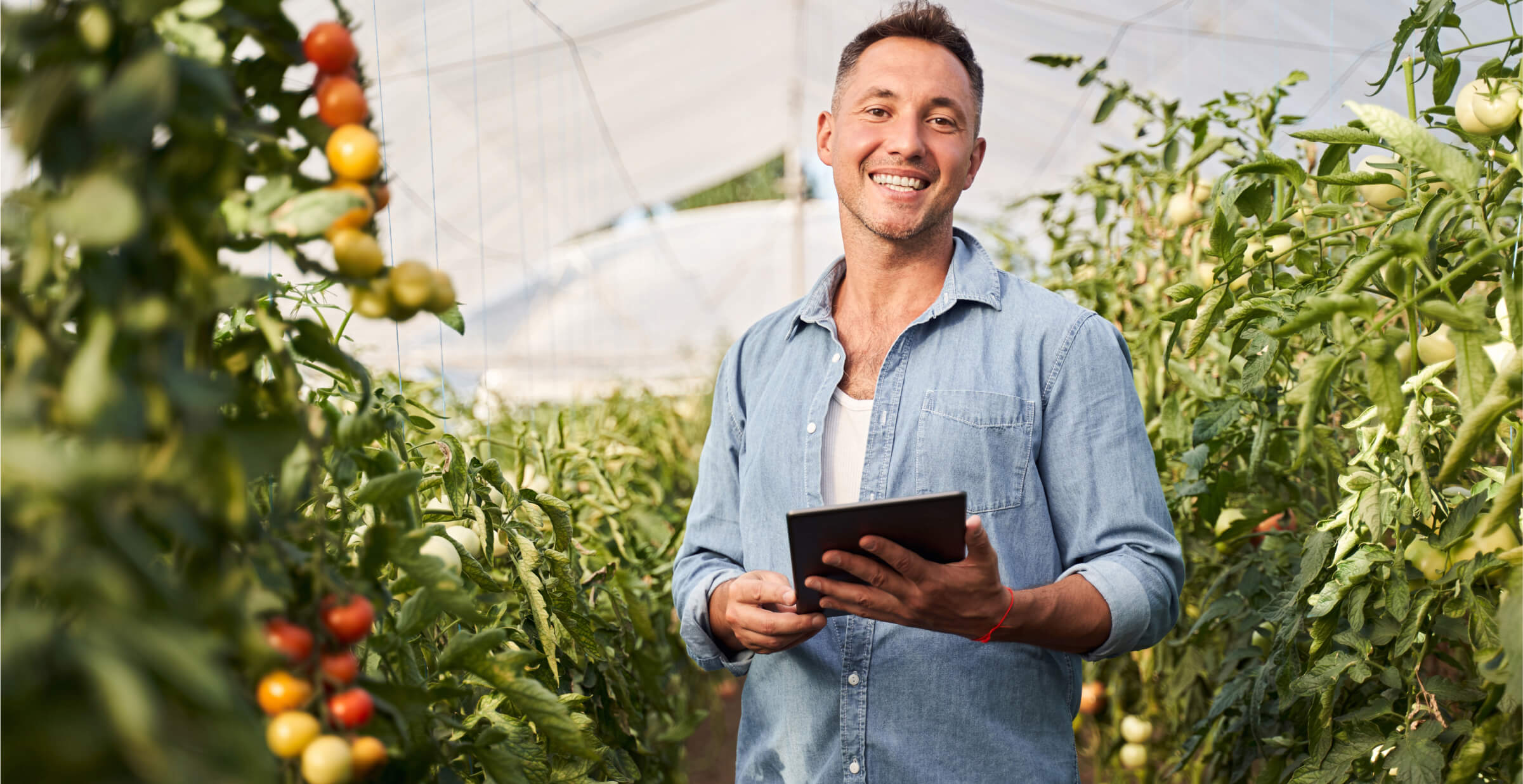 A smiling man standing in a greenhouse surrounded by tomato plants, holding a tablet. He appears to be working on digital farming or agricultural management, with ripe and unripe tomatoes visible on the vines.