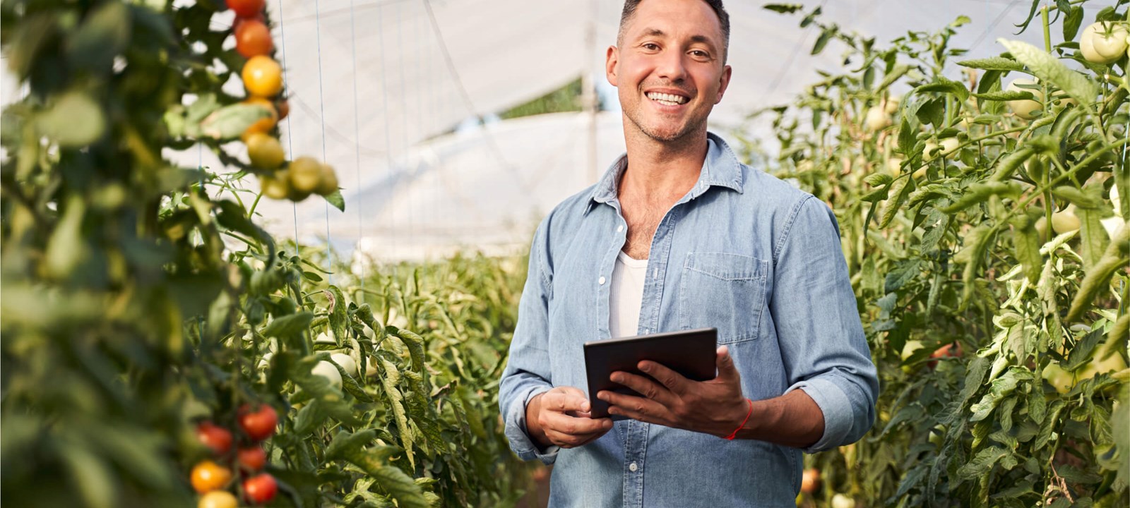 A smiling man standing in a greenhouse surrounded by tomato plants, holding a tablet. He appears to be working on digital farming or agricultural management, with ripe and unripe tomatoes visible on the vines.