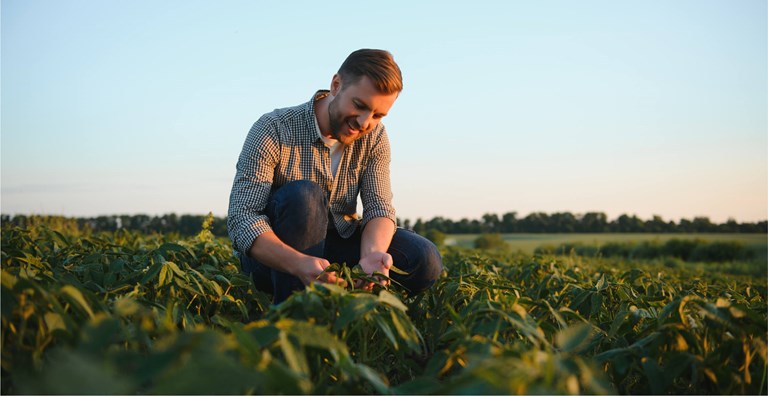 A farmer kneeling in a lush green field, closely examining crops during the golden hour. He is smiling as he inspects the plants, with the sunlight casting a warm glow on the scene.