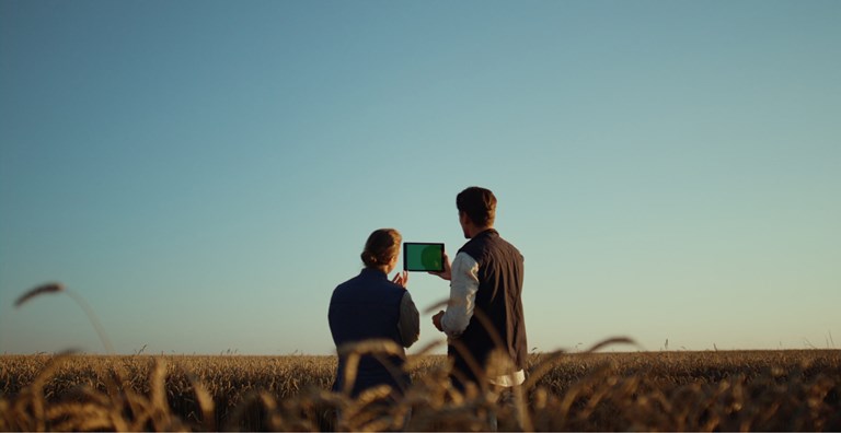 Two farmers standing in a vast field of wheat at sunset, using a tablet to analyze data or monitor crop health. The clear sky and golden field create a serene, open landscape, symbolizing the use of technology in modern agriculture.