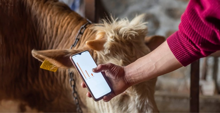 A person holding a smartphone displaying a bar graph, standing next to a cow in a barn. The cow has a yellow ear tag, and the use of technology suggests data tracking or monitoring in modern farming practices.